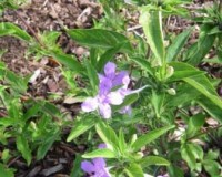 ruellia caroliniensus r.jpg